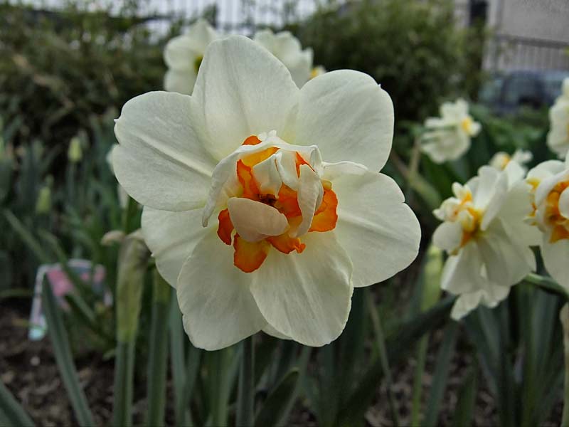 Narcissus-Sorbet---Narzisse