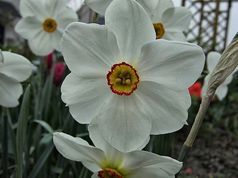 Narcissus-poeticus---Dichternarzisse