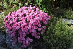 Dianthus gratianopolitanus Hybr. - Pfingst-Nelke