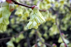 Corylopsis-pauciflora---Scheinhasel