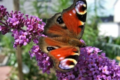 Aglais io - Tagpfauenauge auf Buddleja davidii 'Ile de France' - Sommerflieder