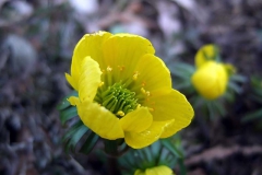 Eranthis-hyemalis - Winterling