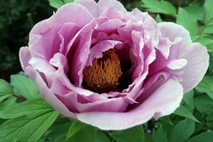 Paeonia-suffruticosa---Strauchpfingstrose