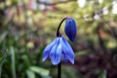 Scilla-sibirica-1